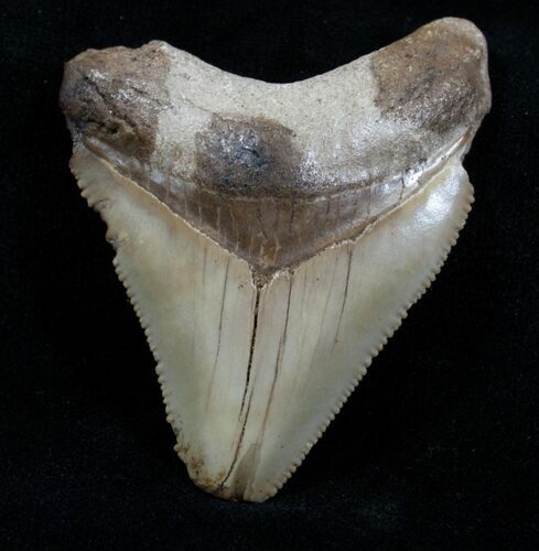 Tan Megalodon Tooth - Bone Valley #3822